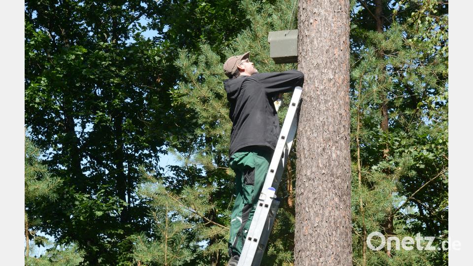Björn Ole Kniepkamp nimmt einen Fledermauskasten aus der Halterung. Bild: bey