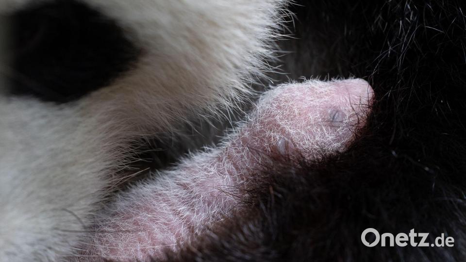 Die Jungtiere sind im Wechsel bei Mutter Meng Meng. Bild: -/Zoo Berlin/dpa