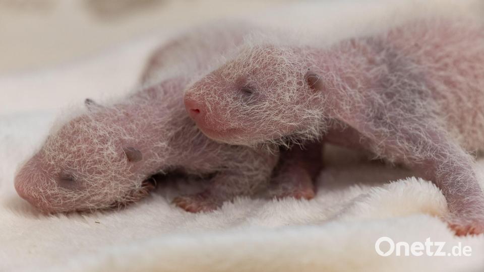 Die Schwestern entwickeln langsam die für Pandas typische schwarz-weiße Färbung. Bild: -/Zoo Berlin/dpa
