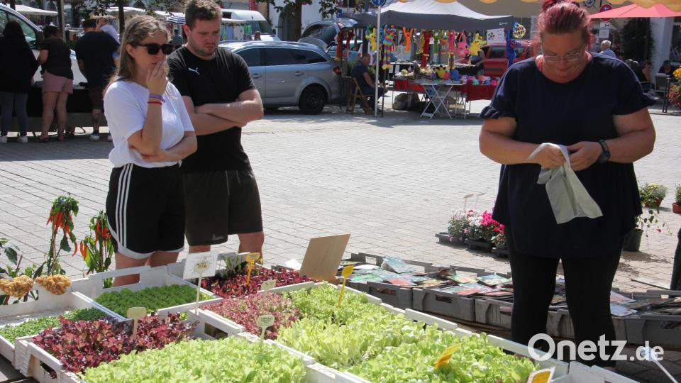 Salat- und Gemüsepflanzen gab es hier zu kaufen. Bild: kro