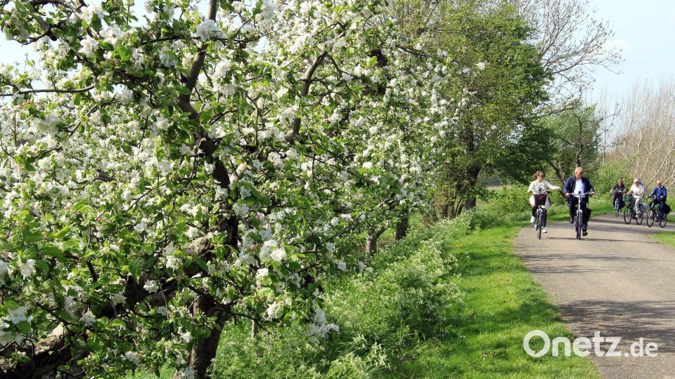 Apfelbäume in voller Blüte an der Radroute entlang der Linge bei Tricht. Bild: Bernd F. Meier/dpa