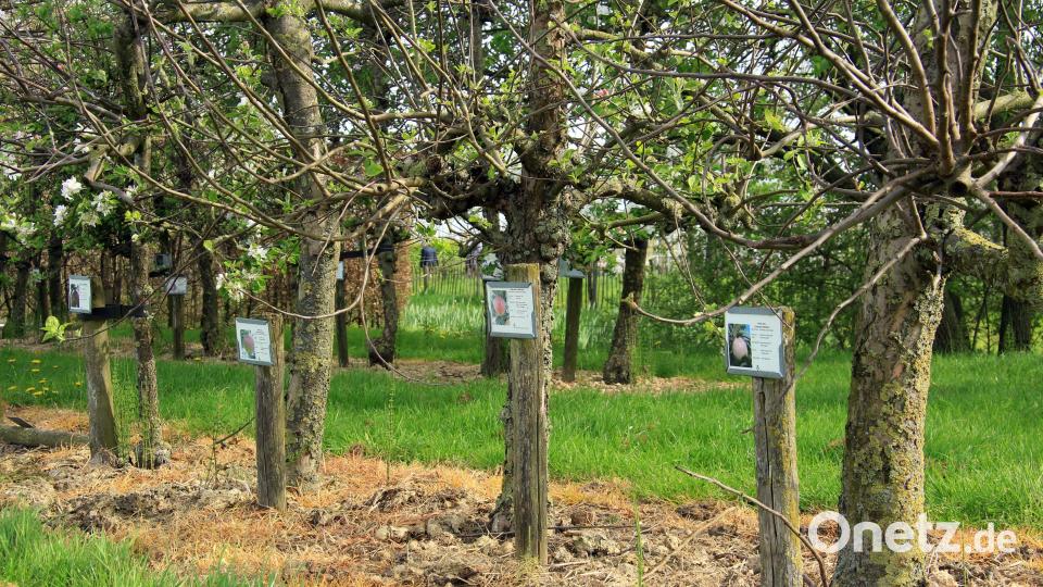 Kernige Vielfalt: Allein im Nationalen Fruitpark werden 300 verschiedene Apfelsorten kultiviert. Bild: Bernd F. Meier/dpa