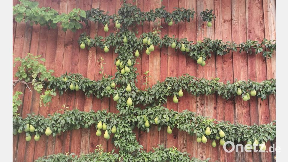 Dieses wunderschöne Birnenspalier gibt es in Pertolzhofen zu bewundern. Bild: Portner