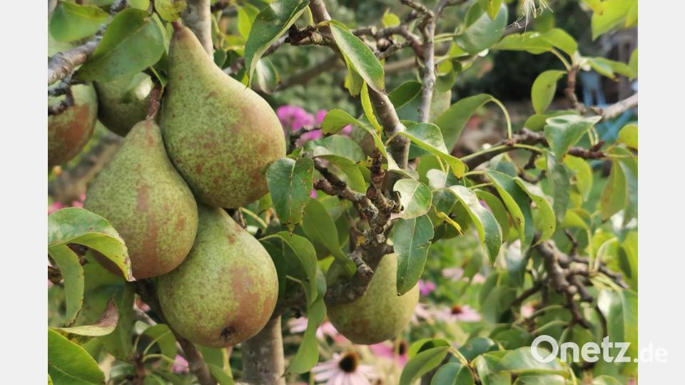 Bei zwei Mitmach-Aktionen des Kreisgartenamts Schwandorf geht es um die Birne. Bild: Portner