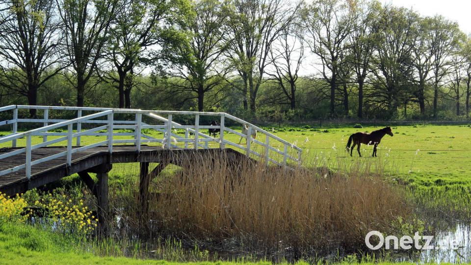 Auf dem Landgut Marienwaerdt kann man Marmeladen und Obstsäfte kaufen, über Nacht bleiben - oder einfach den Blick auf die Pferdekoppeln genießen, die zum Anwesen gehören. Bild: Bernd F. Meier/dpa