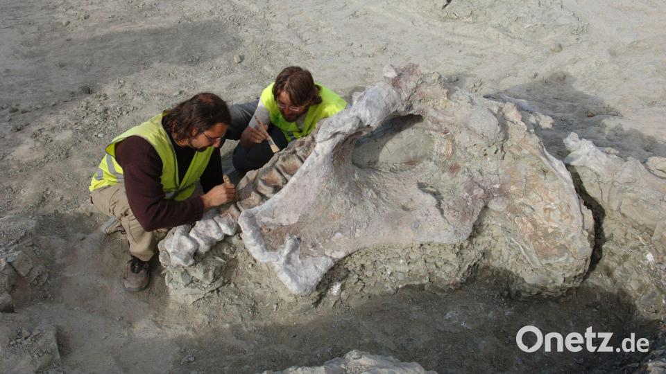 Manche Dinosaurier-Knochen haben gewaltige Ausmaße. Portugiesische und spanische Forschenden haben neue entdeckt. Bild: Gbe-Uned/dpa