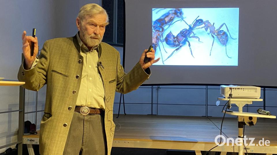 Einige der gezeigten Aufnahmen dokumentierten den Umgang der Ameisen mit ihren &quot;Gästen&quot;. Bild: aub