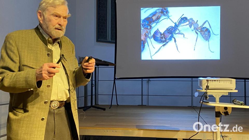 Während des Vortrags gewährt der Referent interessante Einblick in die Welt der Ameisen. Bild: aub