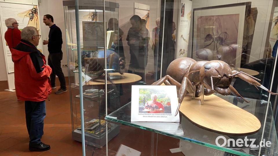 Die Ausstellung &quot;Ameisen - Faszinierende Insekten&quot; im Stadtmuseum Zehentstadel zeigt nicht nur für Experten interessante Einblicke in die Welt der Ameisen. Bild: aub