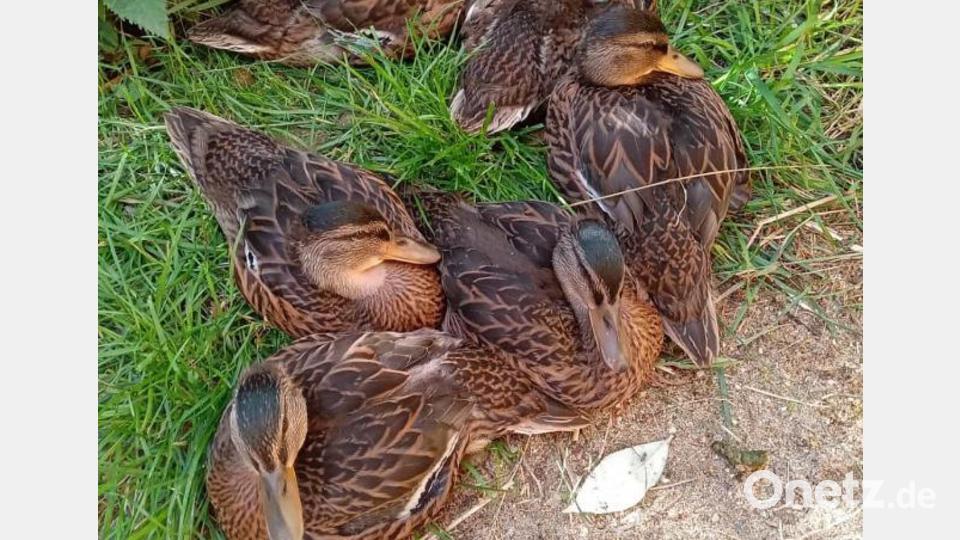Diese Enten wären dem sicheren Mähtod zum Opfer gefallen, hätten die Kitzretter nicht das komplette Gelege im vergangenen Jahr mit der Drohne gesichtet und aus der Wiese genommen. Bild: Rehitzrettung Tirschenreuth e. V.