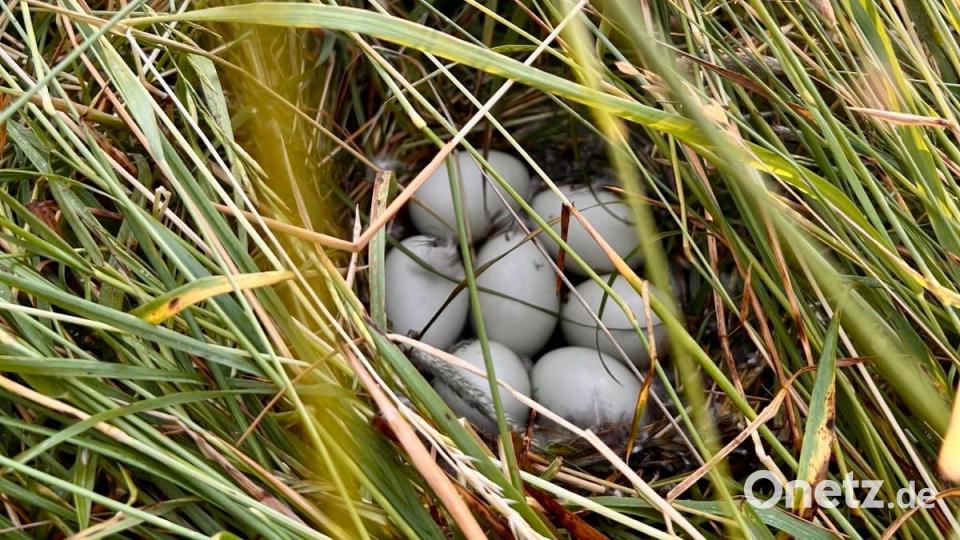 Aus diesen geretteten Enteneiern wurden später in der Obhut von zwei Menschen stattliche Enten, die wieder in die Freiheit entlassen werden konnten. Bild: Rehkitzrettung Tirschenreuth e. V.