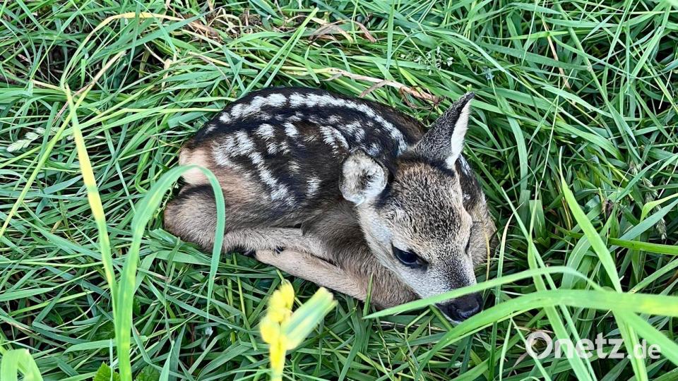 Die kleinen Kitze ducken sich bei Gefahr tief ins Gras und flüchten nicht. Das ist ihr sicherer Tod, wenn die Mähmaschine kommt. Bild: Rehkitzrettung Tirschenreuth e. V.