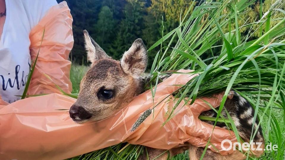 Mit einem Büschel Heu können die Tierchen sicher aufgehoben werden. Bild: Rehkitzrettung Tirschenreuth e. V.