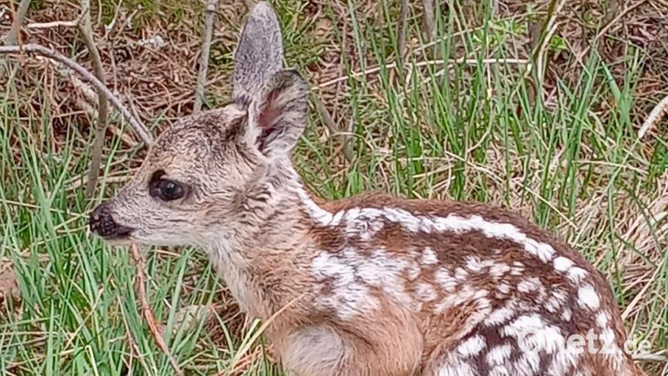 Nach dem Mähen werden die Tierchen freigelassen. Meist stehen ihre Mütter längst am Waldrand und erwarten sie sehnsüchtig. Bild: Rehkitzrettung Tirschenreuth e. V.