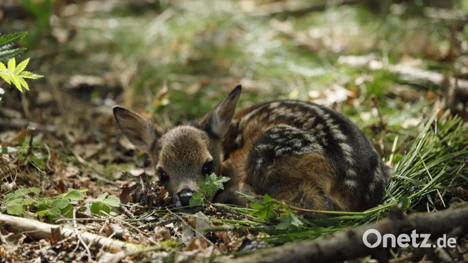 Dieser Anblick geht tief ins Herz. Wer könnte so einem Wesen etwas antun? Bild: Rehkitzrettung Tirschenreuth e. V.
