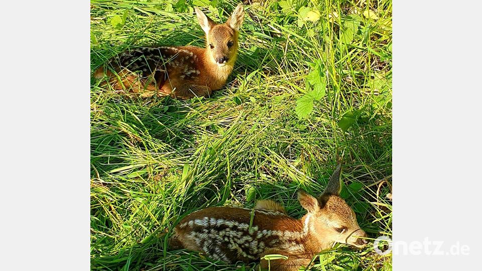 Zwillinge sind immer eine besonders große Herausforderung. Schließlich müssen gleich zwei Tierchen gleichzeitig erwischt werden. Das heißt höchste Konzentration und höchsten Einsatz für die Kitzretter. Bild: ubb