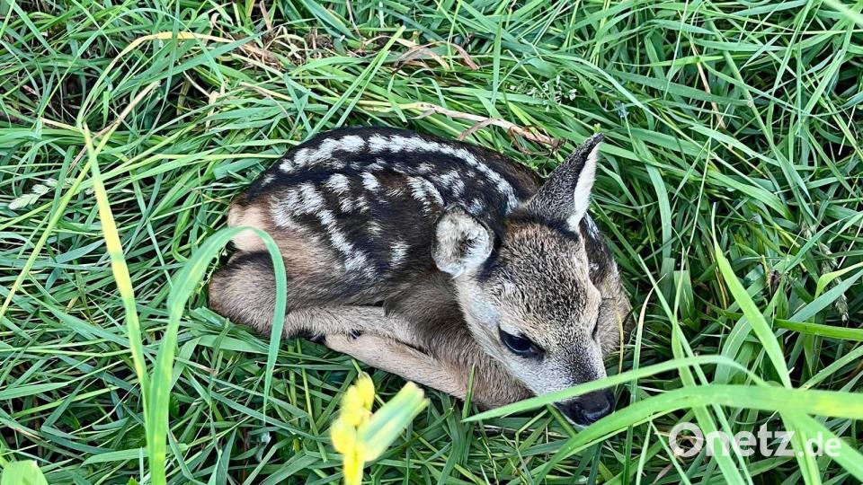 Die kleinen Tiere können nur mittels der Drohnen gesichtet werden. Im hohen Gras verschwinden sie geradezu. Bild: ubb