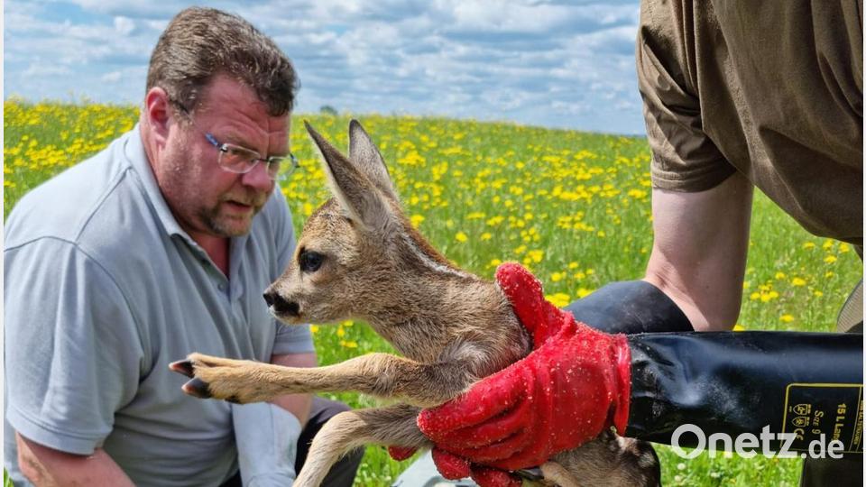 Die Kitze dürfen nur mit Handschuhen angefasst werden, wie das Andreas Schiedlowsky und Herbert Tretter auf diesem Foto anschaulich demonstrieren. Sonst nimmt sie die Rehmutter wegen des Menschengeruchs nicht mehr an. Bild: Herbert Tretter