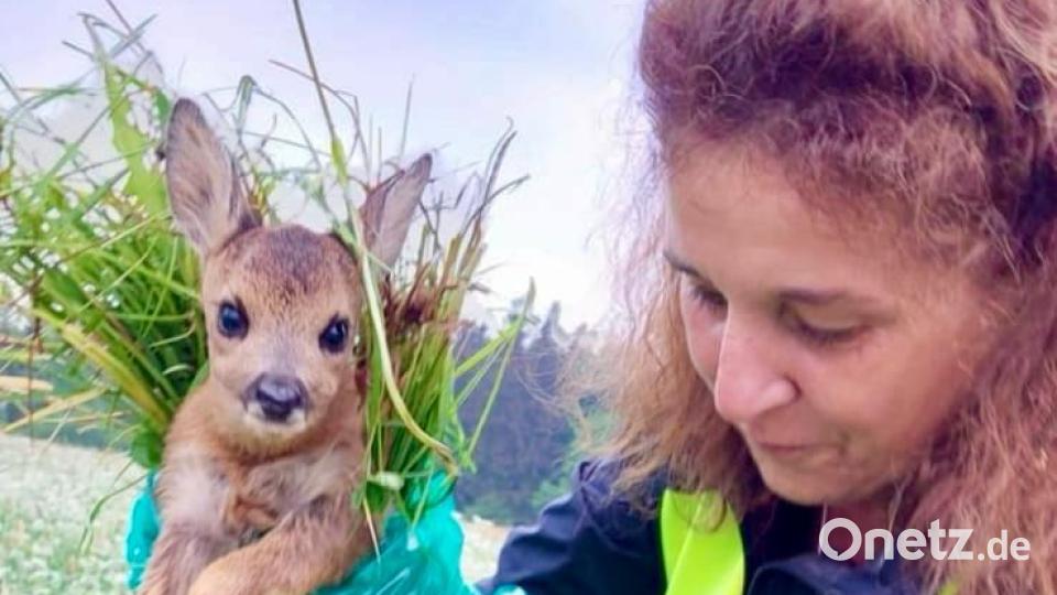 Susanne Kunisch nimmt das Tierbaby vorsichtig hoch, um es danach in den mit Gras ausgelegten Korb zu legen. Im Landkreis Tirschenreuth wurden in dieser Saison etwa 450 Jungtiere, darunter viele Rehkitze, gerettet. Bild: Selina Kunisch