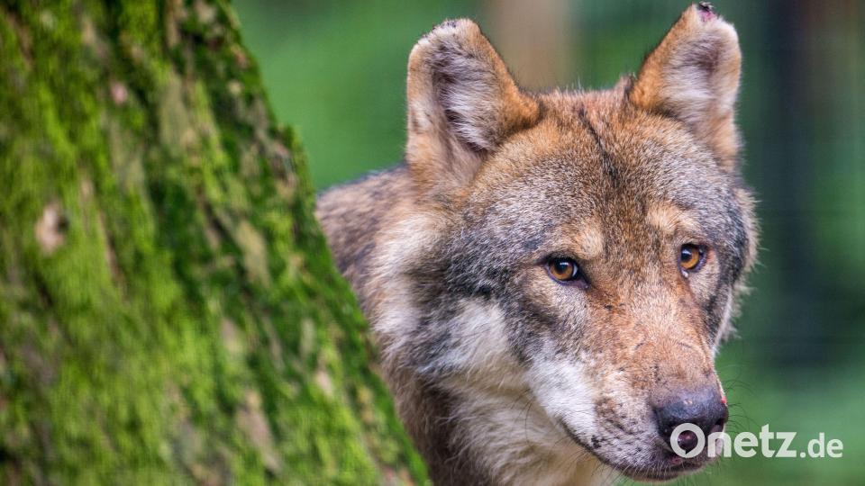 Ein Wolf schaut in einem Wildpark hinter einem Baum hervor. Längst sind die Tiere aber auch außerhalb von Tierparks in Bayern wieder heimisch geworden. Doch nicht jedermann ist darüber erfreut, was auch eine Diskussion in Schnaittenbach zum Thema zeigte. Symbolbild: Lino Mirgeler/dpa