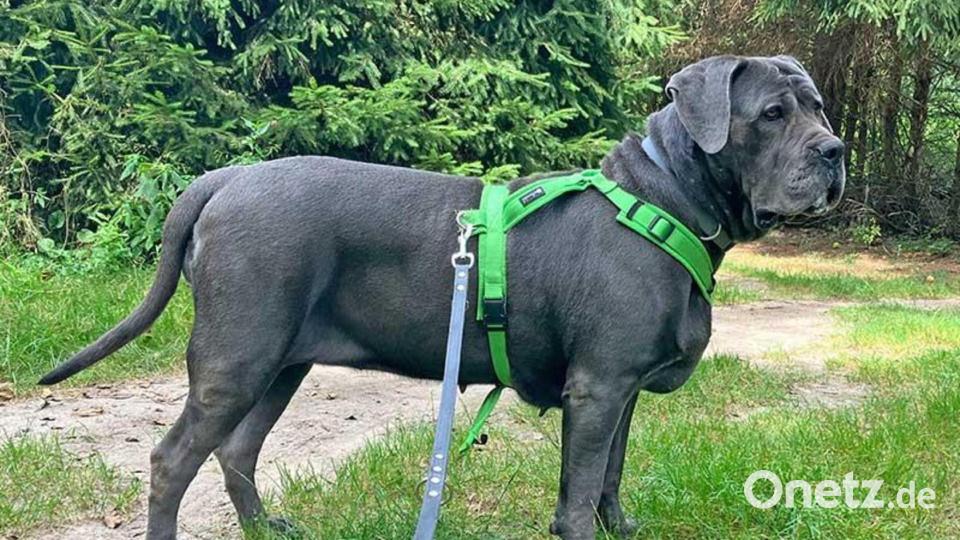 Die Cane-Corso Mischlingshündin sucht zusammen mit ihrer vermutlichen Schwester Waletta ein neues Zuhause. Bild: Stadt Weiden i.d.OPf.