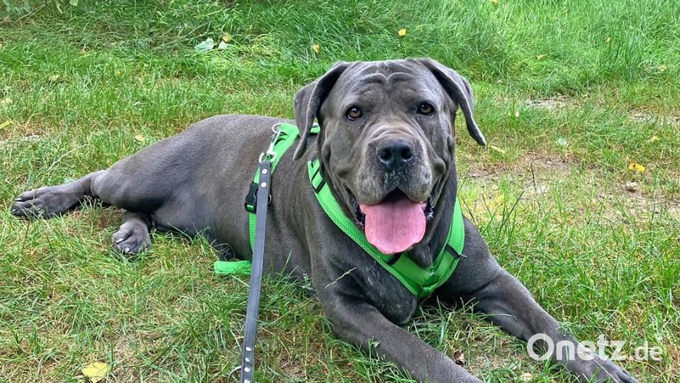 Cane Corso Waleska wird als sogenannter Kampfhund klassifiziert, zeigt aber kein aggressives Verhalten. Bild: Stadt Weiden i.d.OPf.