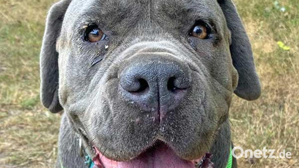 Die Cane-Corso Mischlingshündin Waletta sucht zusammen mit ihrer vermutlichen Schwester Waleska ein neues Zuhause. Bild: Stadt Weiden i.d. OPf.