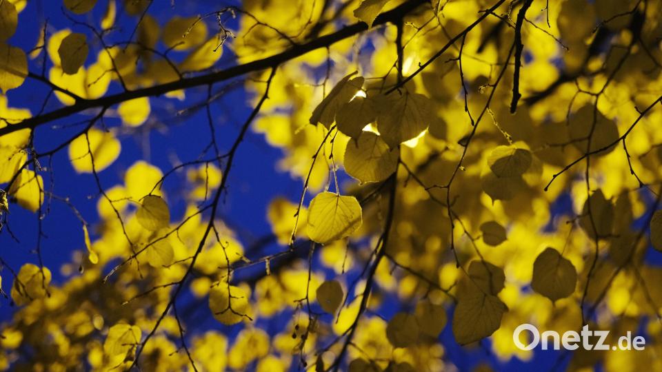 Die Stadt Waldershof muss vier Linden fällen. Symbolbild: Sebastian Willnow/dpa