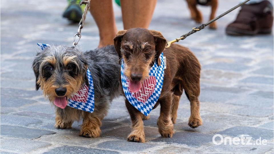 Zwei Hunde bei der Dackelparade in Regensburg. Bild: Armin Weigel/dpa