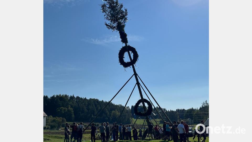 Zahlreiche Helfer hievten am Samstag den Kirwabaum in die Höhe. Bild: lei
