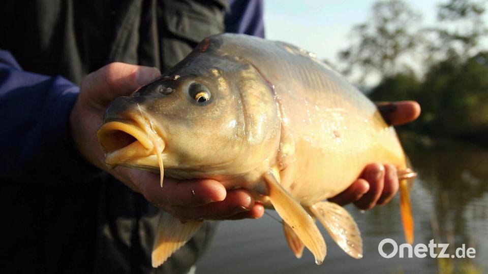 Frisch aus dem Teich auf den Teller: Im Landkreis Tirschenreuth sind die Lieferketten für Fischgerichte sehr kurz. Das zeigt sich wieder bei den Erlebniswochen Fisch, die am Sonntag eröffnet werden. Archivbild: Popp