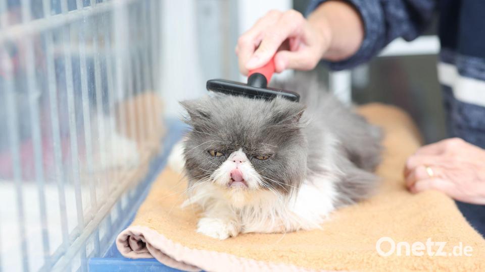 Neben Streicheleinheiten kümmern sich die Ehrenamtlichen zum Teil auch mit um die Pflege der Katzen. Bild: Daniel Löb/dpa