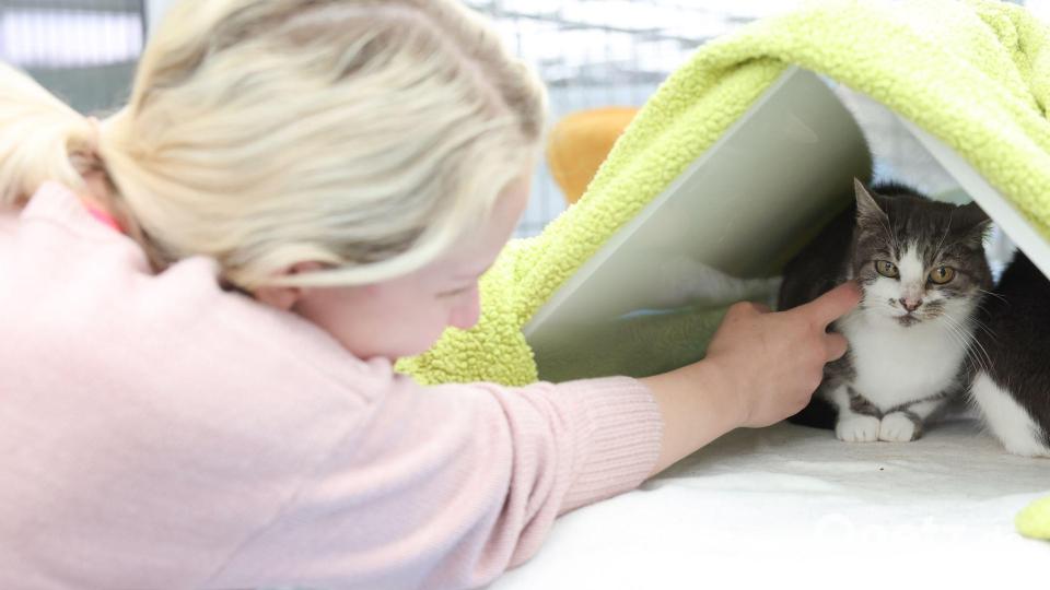 Manchmal braucht es viel Geduld, bis die scheuen Katzen die ehrenamtlichen Katzenstreichler an sich heranlassen. Christina Haas hat es geschafft. Bild: Daniel Löb/dpa