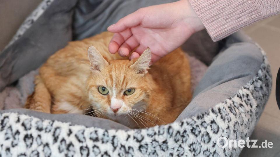 Kater Albert toleriert die menschliche Nähe - ein Fortschritt. Bild: Daniel Löb/dpa