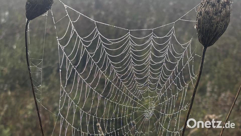 Kunstvolle Arbeit wird sichtbar im Morgennebel. Bild: ge