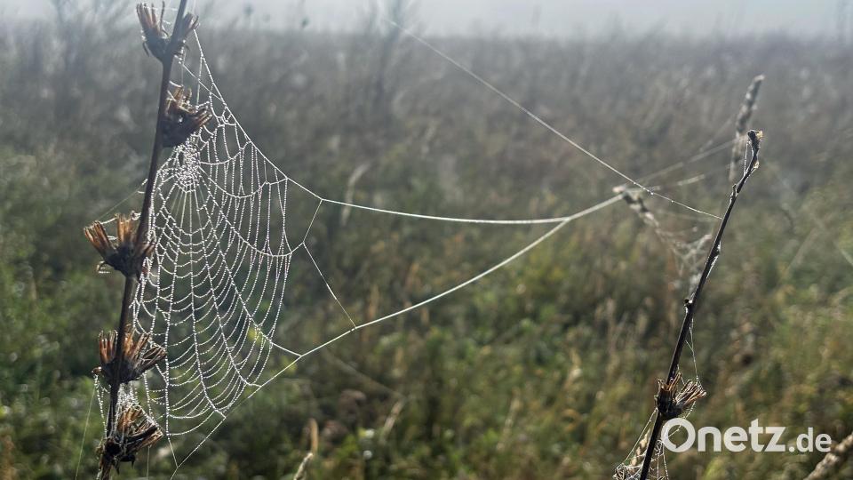 Kunstvolle Arbeit wird sichtbar im Morgennebel. Bild: ge