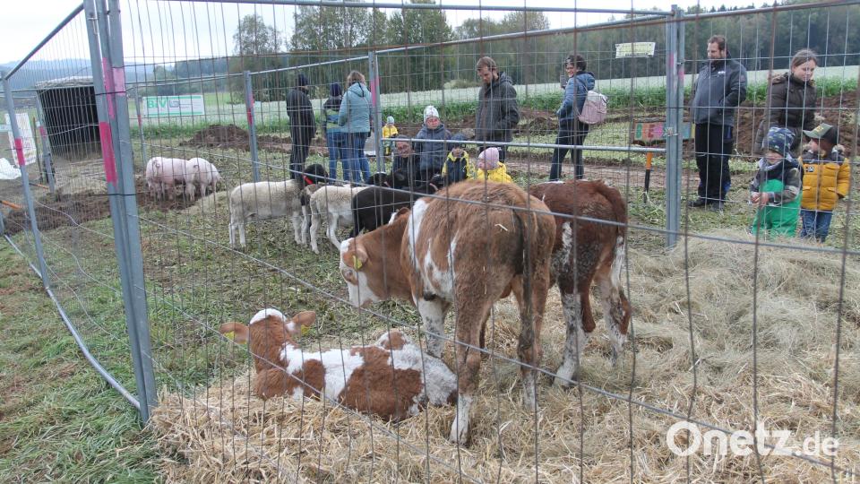 Die Kinder können unter anderem junge Kälber, Ziegen und Schweine bewundern. Bild: pi