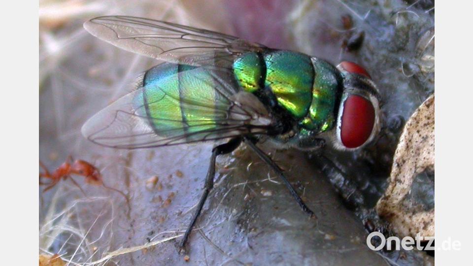 Diese Schmeißfliege könnte die Verbrechensbekämpfung erschweren. Bild: Krzysztof Szpila/Universität Toruń/dpa