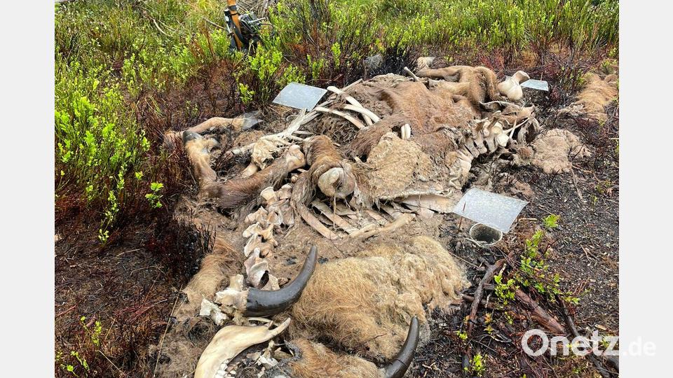 Der Kadaver eines Wisents ist für Wissenschaftler aufgrund der vielen Aasbesucher besonders interessant. Bild: Christian von Hoermann/Universität Würzburg/dpa