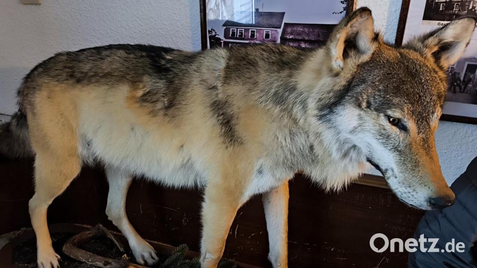 Das Präparat des Wolfs aus dem Manteler Forst, der einem Verkehrsunfall zum Opfer gefallen ist, zog im Gasthaus Pickel in Nitzlbuch Blicke auf sich. Bild: jma