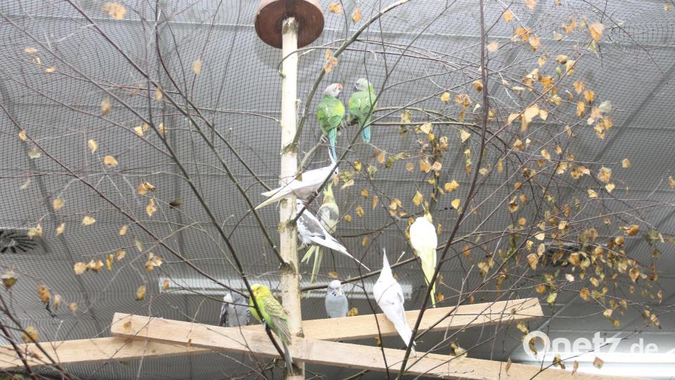 Die Vögel stacheln sich mit ihrem Gezwitscher förmlich selbst an. Bild: pi