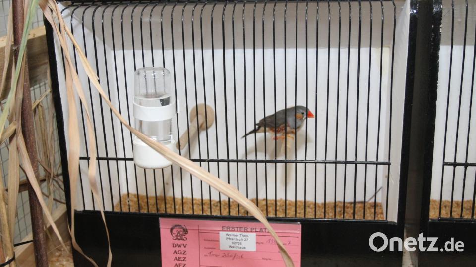 Der Timor-Zebrafink zählt zu den kleinsten der ausgestellten Vögel. Bild: pi