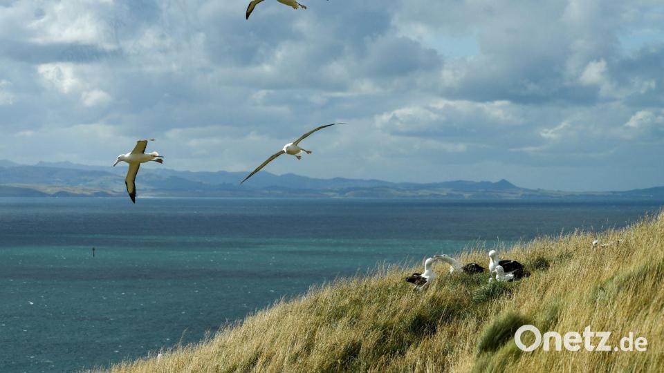 Dunedin ist für seine herrlichen Landschaften und seine Artenvielfalt bekannt. (Archivbild) Bild: Guo Lei/XinHua/dpa