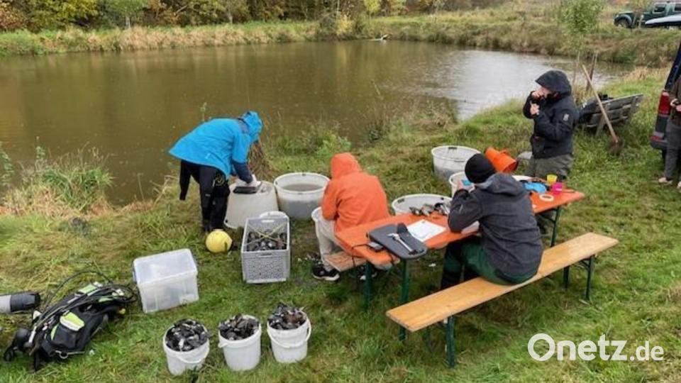 Taucher holen die Muscheln aus ihrem Ersatzdomizil und bringen sie in den Stausee zurück. . Bild: Wasserwirtschaftsamt Weiden/exb