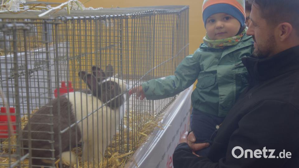 Nach anfänglicher Skepsis hat der kleine Amadeus die Scheu verloren. Er schließt Freundschaft mit den Kaninchen, die ihn freundlich beschnuppern. Bild: fz