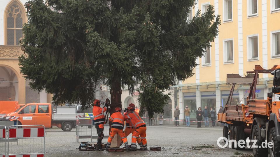 Der Weihnachtsbaum wird auf dem Marktplatz aufgestellt. Bild: Wolfgang Steinbacher