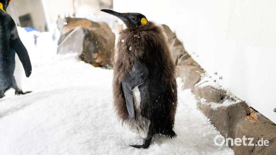 Pesto trägt bald Frack. Bild: -/Sea Life Melbourne Aquarium/dpa