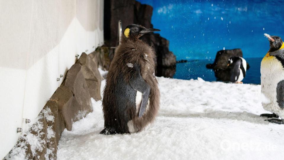 Der Pinguin begeistert Social-Media-User in aller Welt. Bild: -/Sea Life Melbourne Aquarium/dpa