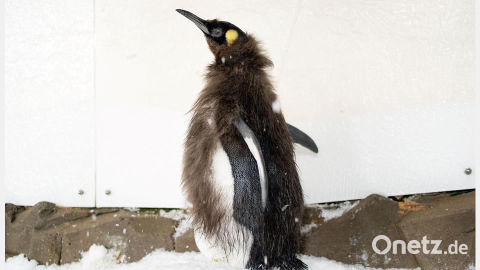 Während der Mauser verlieren Pinguine viel Gewicht. Bild: -/Sea Life Melbourne Aquarium/dpa