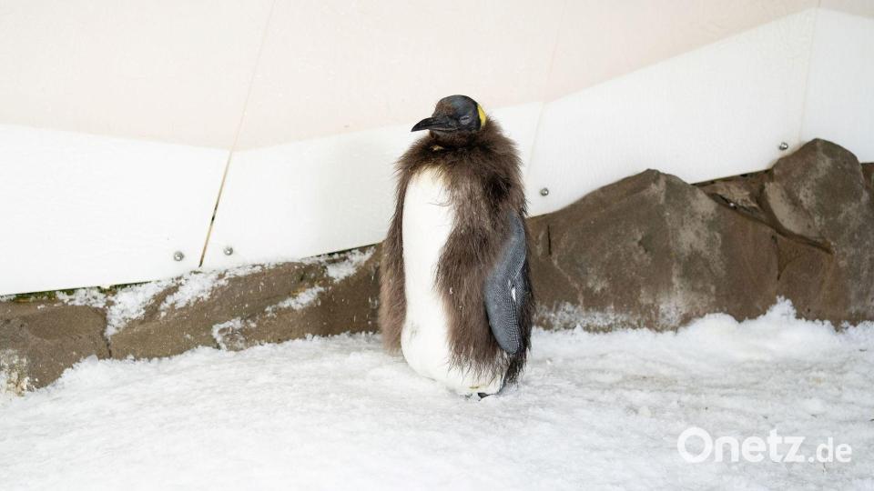 Pesto trägt schon bald sein neues Federkleid. Bild: -/Sea Life Melbourne Aquarium/dpa